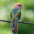 Female Emerald Cuckoo