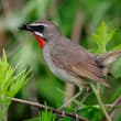 Siberian Rubythroat