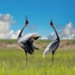 Beneath an open sky, where the summer breeze stirs the emerald wetlands, red-cr…