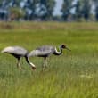 Beneath an open sky, where the summer breeze stirs the emerald wetlands, red-cr…