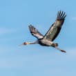 Beneath an open sky, where the summer breeze stirs the emerald wetlands, red-cr…