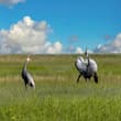 Beneath an open sky, where the summer breeze stirs the emerald wetlands, red-cr…