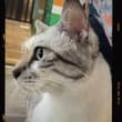🐱