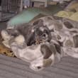 #夢で逢えたら #秘密結社老犬倶楽部天国支部