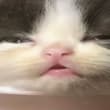 After the morning milk