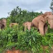 China's wild Asian elephant population has grown from about 150 in the 1980s to…