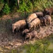 China's wild Asian elephant population has grown from about 150 in the 1980s to…
