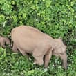 China's wild Asian elephant population has grown from about 150 in the 1980s to…