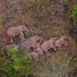 China's wild Asian elephant population has grown from about 150 in the 1980s to…