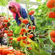A vibrant pumpkin harvest is underway inside an intelligent greenhouse in Zhang…