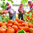 A vibrant pumpkin harvest is underway inside an intelligent greenhouse in Zhang…
