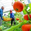 【甘肅張掖：貝貝南瓜採摘忙】7月20日，甘肅張掖甘州區三閘鎮雙河灣生態循環農業產業園貝貝南瓜種植高標準智能日光溫室內，種植戶正忙著採摘貝貝南瓜。