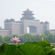 【北京：夏日荷花開】盛夏時節，北京蓮花池公園的荷花競相綻放。