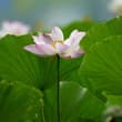 【北京：夏日荷花開】盛夏時節，北京蓮花池公園的荷花競相綻放。