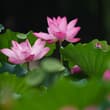 【北京：夏日荷花開】盛夏時節，北京蓮花池公園的荷花競相綻放。