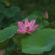 【北京：夏日荷花開】盛夏時節，北京蓮花池公園的荷花競相綻放。