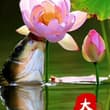 鱼咬莲花，好运连连！ #大暑 #中国传统