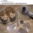 Photo posted by smol silly cat (@Catsillyness)