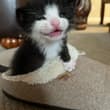 Smol!