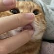 Teef