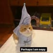 Photo posted by smol silly cat (@Catsillyness)
