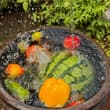 夏天的快乐，从一缸冰镇水果开始🍉 #夏天的快乐 #互关 #互赞