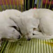 两只小拉布拉多犬依偎入梦