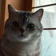 当你一觉醒来，发现被一只猫🐱盯着