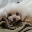 ねおん、13歳の誕生日おめでとう🎂♥️ 人間で言うと68歳くらい🐶 今や山本家の最年長さん🥹 昔に比べるとのんびりマイペースになったけど まだまだ食いしん坊で…