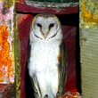 Is that you, Hedwig?