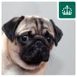 Dog eaten your log book? 🐶 Get a replacement online at: https://t.co/Zv9nsoHECW…