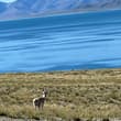 穿行藏北荒原，遇澄澈大湖、野生生灵，读懂高原的辽阔与鲜活 Travel across northern Tibet, embrace clear lakes…
