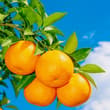 一年好景君须记，最是橙黄橘绿时🍊