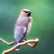 Japanese Waxwing