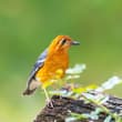 Orange-headed Thrush