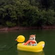off to cruise the lake with my human~