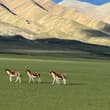 在辽阔高原，遇见自在生灵 On the vast plateau, meet free wild creatures #藏野驴 #高原旅行