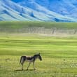在辽阔高原，遇见自在生灵 On the vast plateau, meet free wild creatures #藏野驴 #高原旅行