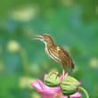 A bittern rests on lotus, clear chirps drift amid water lilies.