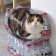 there’s a chubby big cat inside my new water‑carrier bag😂😂