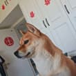 跟小狗狗🐶沾沾喜气