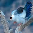 White Eared Pheasant Perched on Tree