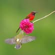 Flower Guardian