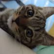 偷窥的猫🐱，叮~