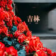 Walls lined with red roses, Jilin is fully decked out for Qixi Festival!满墙红玫瑰，吉…