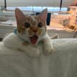 rawr~🐱
