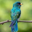 Male Emerald Cuckoo