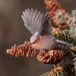 Crested Tit‑Warbler