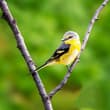 Long-tailed minivet