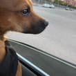 小狗狗🐶看着窗外，眼神清澈